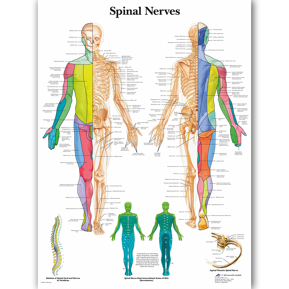 Wangart Spinal Nerves Chart Poster Medical Education Canvas Wall Art For Home Classroom Doctors - 2