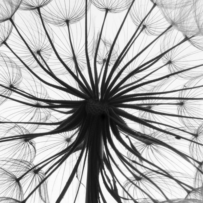 Watercolor Black Feather Canvas Art Print Poster Wall Pictures Home Dandelion Giclee Minimalist - 4