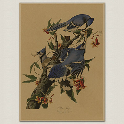 Bird Species Retro Poster Vintage Painting Home Print Picture Bar Cafe Paint Wall Art Sticker - 4