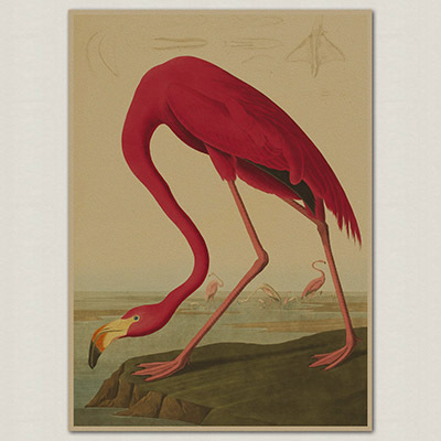 Bird Species Retro Poster Vintage Painting Home Print Picture Bar Cafe Paint Wall Art Sticker - 3