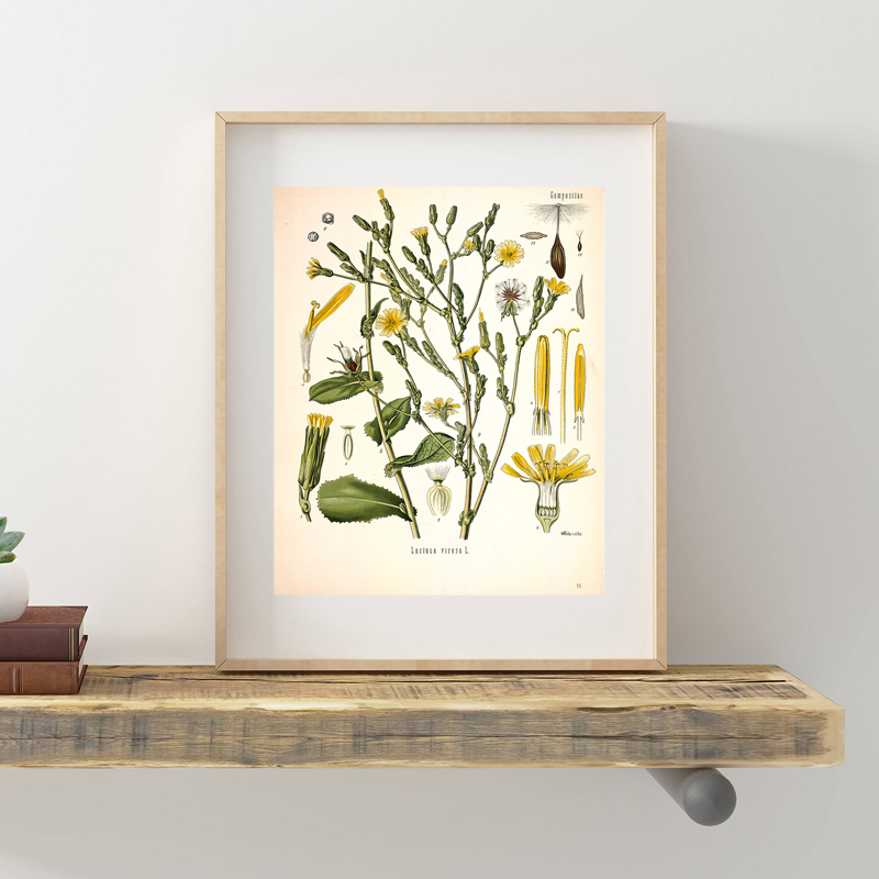 Vintage Botanical Posters And Prints Kitchen Wall Pictures Plants ...