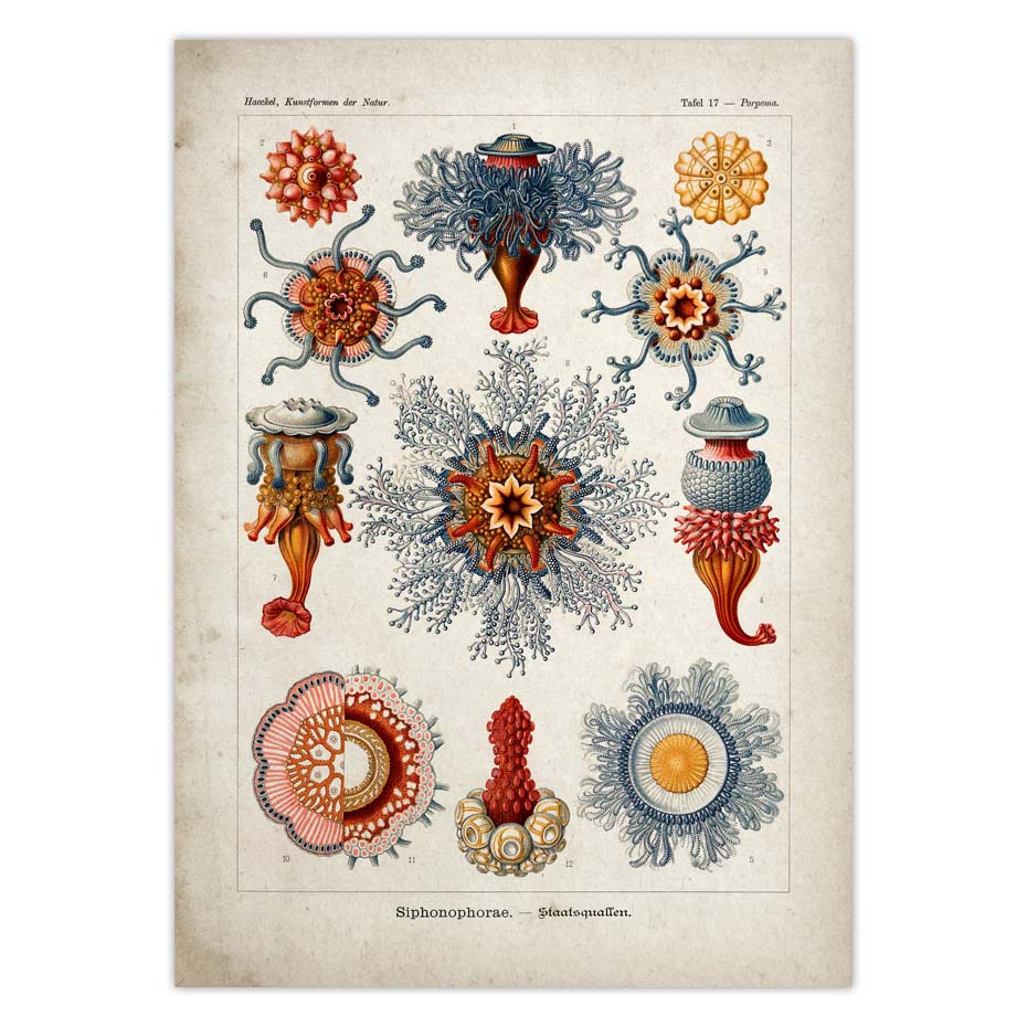 Marine Vintage Poster Jellyfish Corals Green Sea Starfish Canvas Print Wall Art Painting - 2