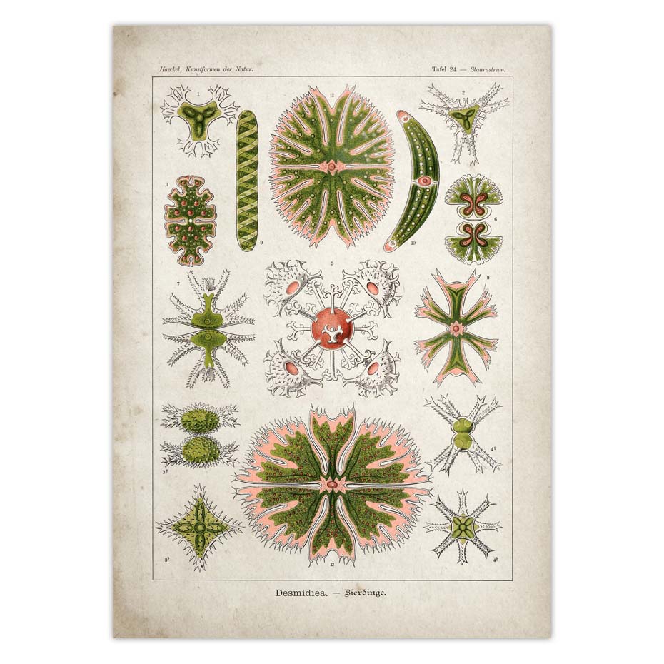 Marine Vintage Poster Jellyfish Corals Green Sea Starfish Canvas Print Wall Art Painting - 3