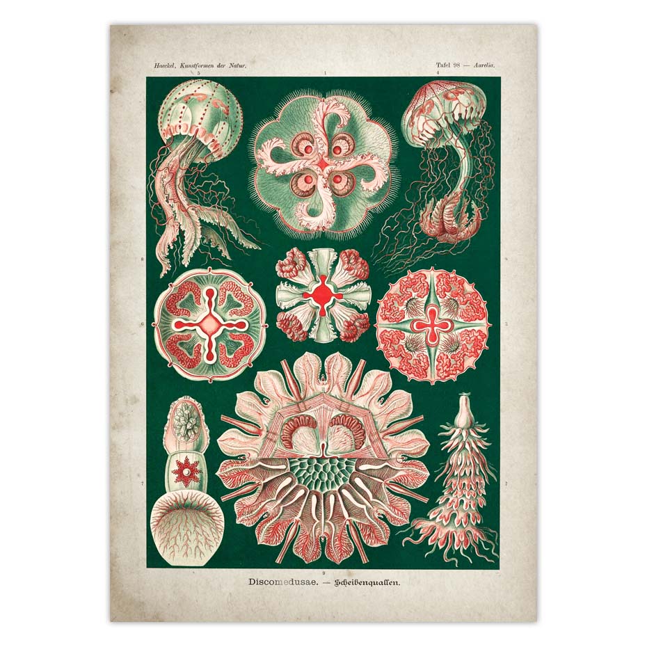 Marine Vintage Poster Jellyfish Corals Green Sea Starfish Canvas Print Wall Art Painting - 5