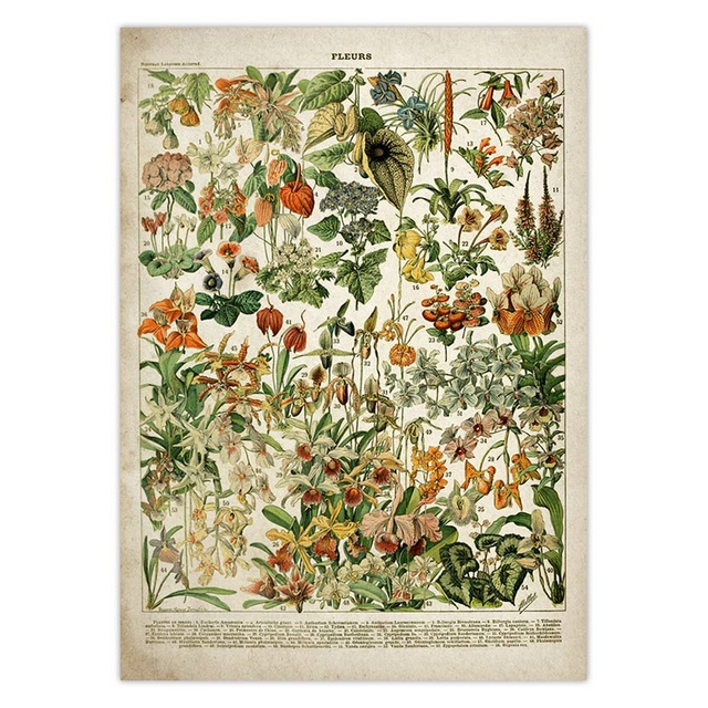 Vintage Flower Poster Antique Floral Print Art Botanical Educational Mushroom Wall Home Decor Kraft Paper - 3