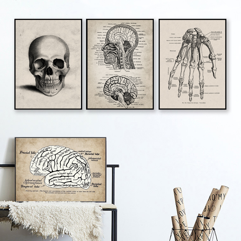 Human Anatomy Wall Art Hospital Vintage Posters And Prints Doctor Office Decoration Skeleton Anatomical Skull Canvas Painting - 2
